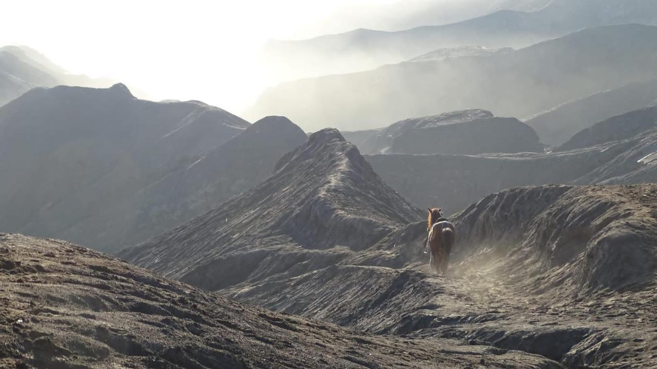 Good Karma Bromo Guesthouse Dış mekan fotoğraf